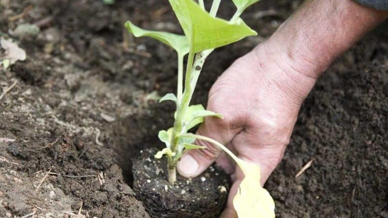 Funktioner ved at plante auberginer i åben jord