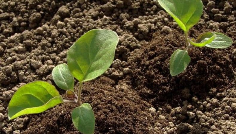 Caractéristiques de la plantation d'aubergines en pleine terre