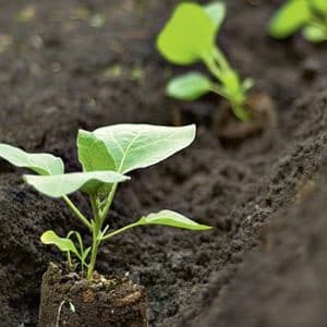 Características do plantio de berinjela em terreno aberto