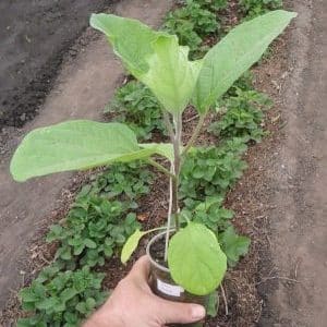 Caractéristiques de la plantation d'aubergines en pleine terre