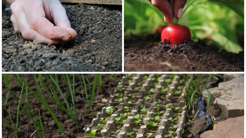 Características de plantar rábanos en julio.