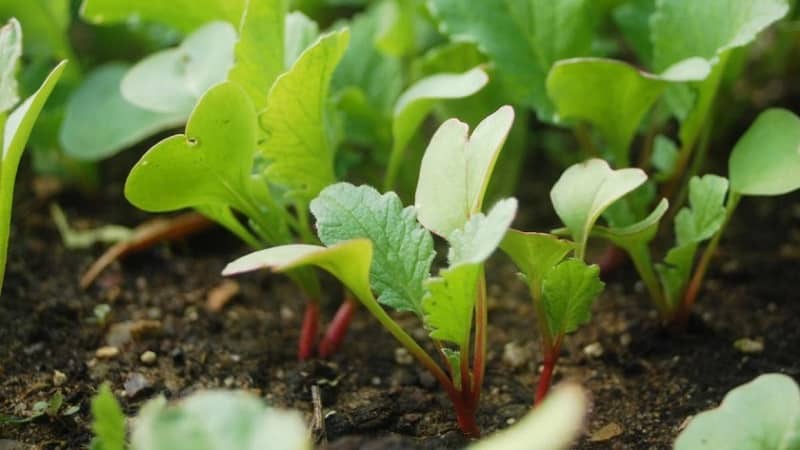 Features of planting radishes in July