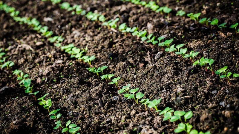 Funktioner för att plantera rädisor i juli