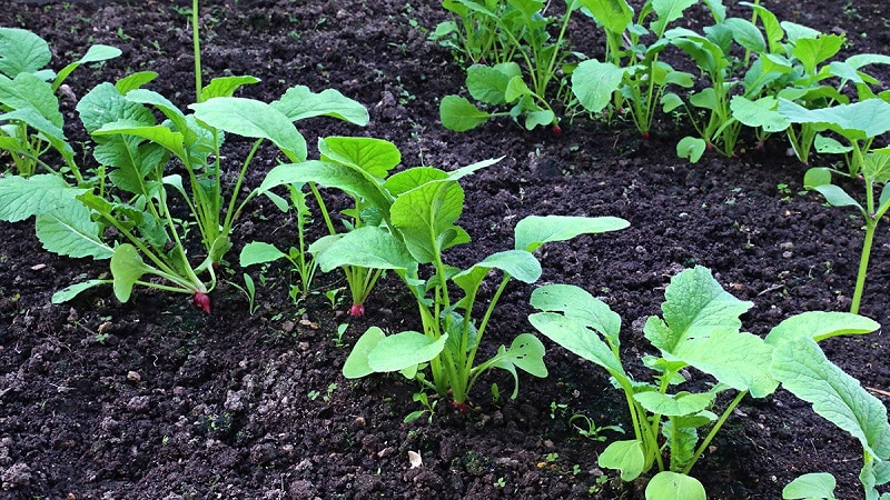 Características de plantar rábanos en julio.