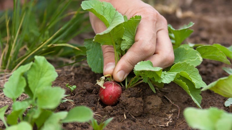 Funktioner för att plantera rädisor i juli