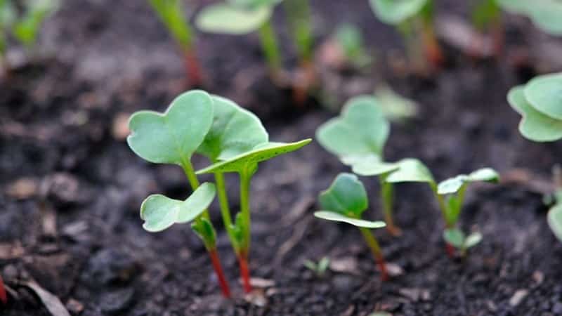 Característiques de la plantació de raves al juliol