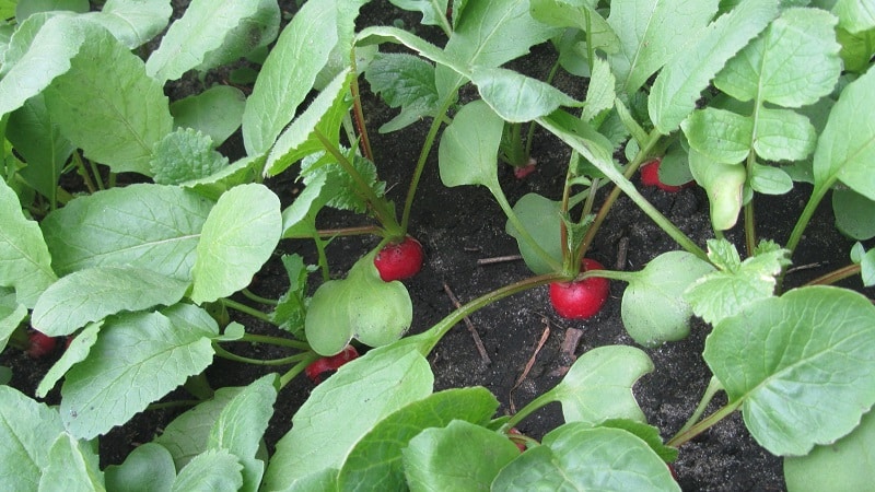 Features of planting radishes in July