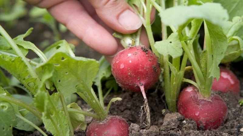 Funktioner för att plantera rädisor i juli