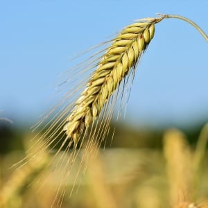 Features of barley cultivation technology