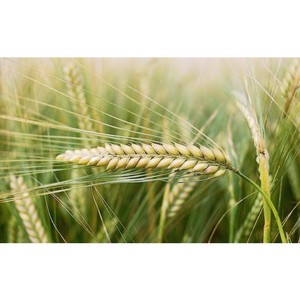 Features of barley cultivation technology