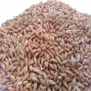 Features of barley cultivation technology