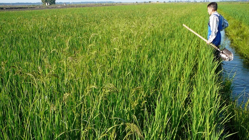 Features of rice cultivation in the Krasnodar region