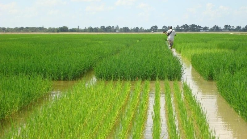 Features of rice cultivation in the Krasnodar region