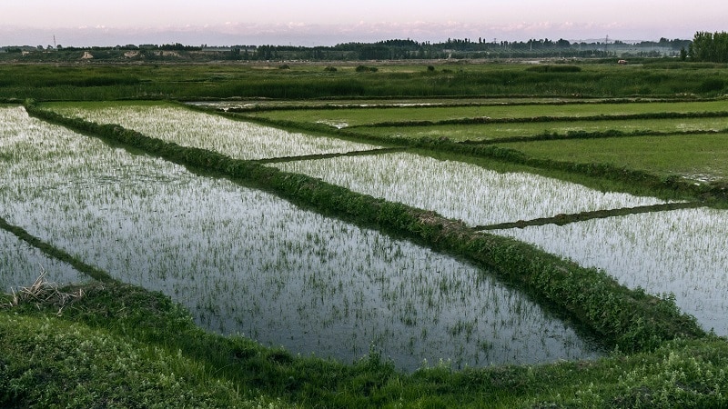 Features of rice cultivation in the Krasnodar region