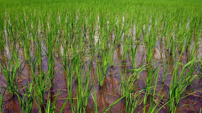 Mga tampok ng paglilinang ng palay sa rehiyon ng Krasnodar