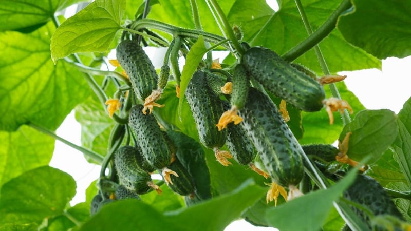 Domestic hybrid ng Garland cucumber, na magpapasaya sa iyo ng masaganang ani