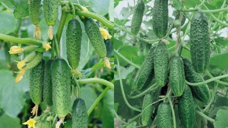 Domestic hybrid ng Garland cucumber, na magpapasaya sa iyo ng masaganang ani