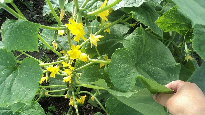 Domestic hybrid ng Garland cucumber, na magpapasaya sa iyo ng masaganang ani