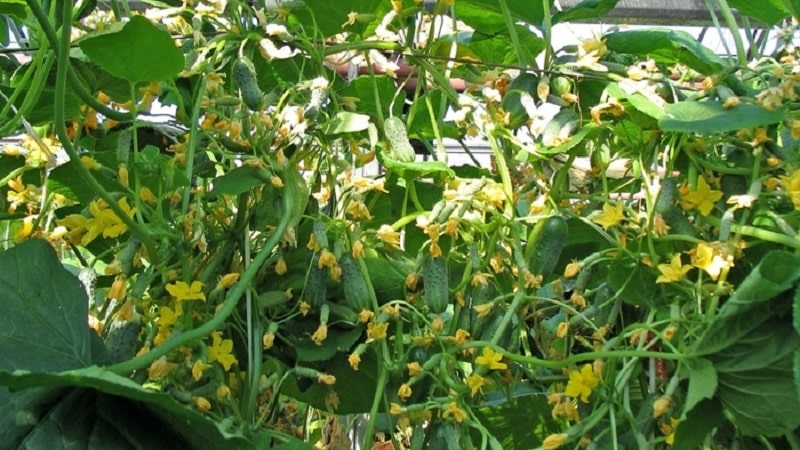 Domestic hybrid ng Garland cucumber, na magpapasaya sa iyo ng masaganang ani