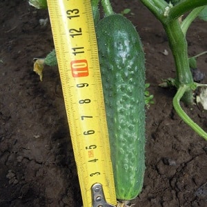 Domestic hybrid ng Garland cucumber, na magpapasaya sa iyo ng masaganang ani