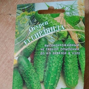 Domestic hybrid ng Garland cucumber, na magpapasaya sa iyo ng masaganang ani