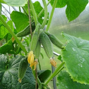 Domestic hybrid ng Garland cucumber, na magpapasaya sa iyo ng masaganang ani