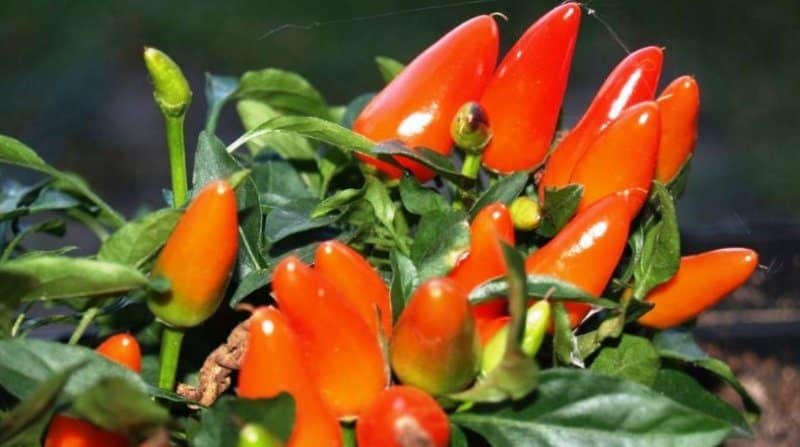 Mga tagubilin para sa paglaki ng mga ornamental peppers Isang maliit na himala sa bahay