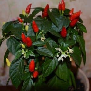 Instrucciones para cultivar pimientos ornamentales Un pequeño milagro en casa.