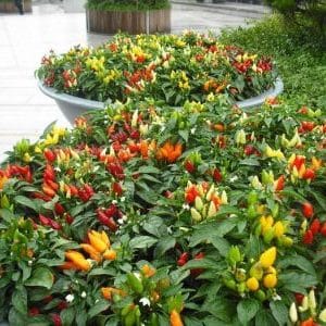 Instructions for growing ornamental peppers A small miracle at home