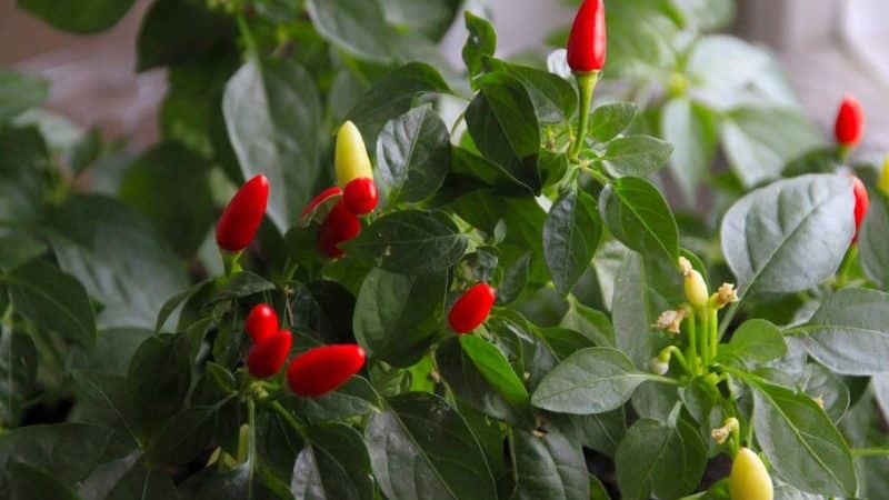 Instructions for growing ornamental peppers A small miracle at home