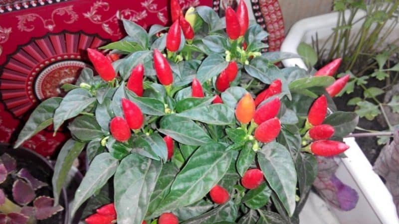 Instructions for growing ornamental peppers A small miracle at home