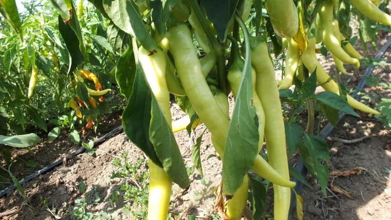 Pros y contras del cultivo de pimiento Tsitsak: cómo conseguir una buena cosecha