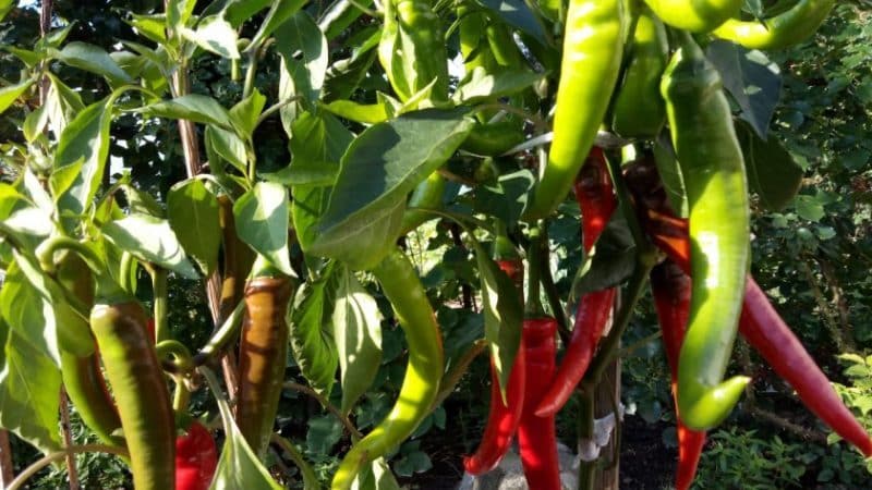 Prós e contras do cultivo de pimenta Tsitsak: como conseguir uma boa colheita