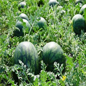 Why watermelon is not sweet: causes of the problem and methods of preventing it