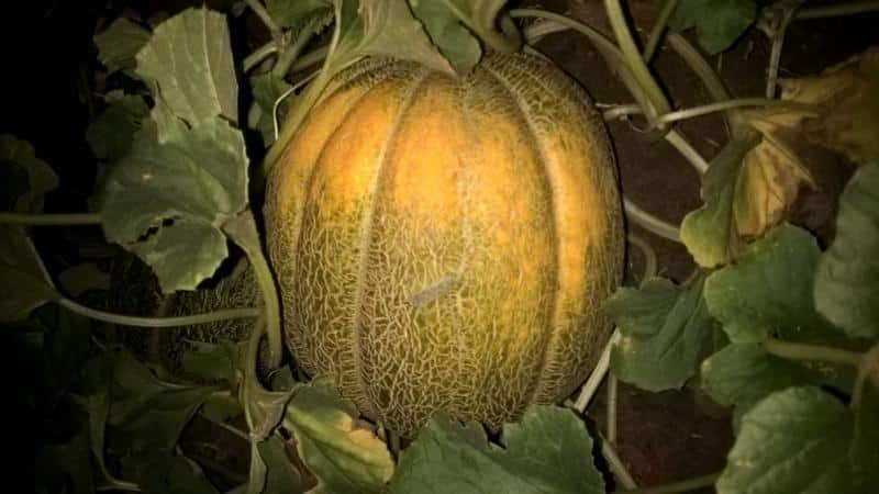 Perché il melone ha un sapore amaro e puoi mangiarlo?