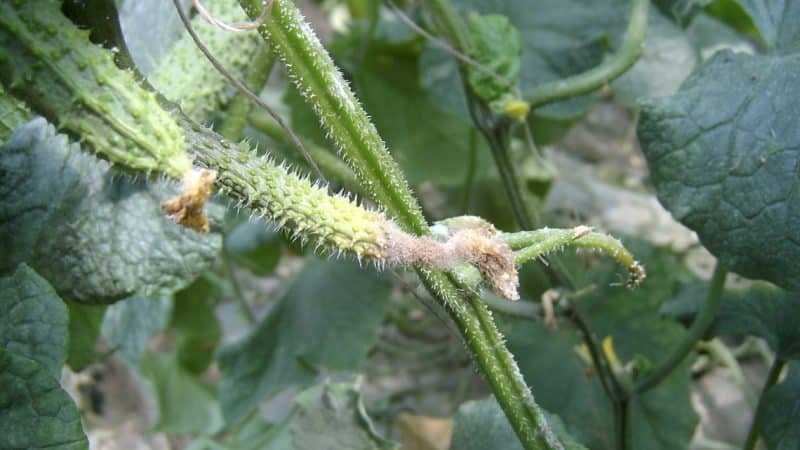 Por que os pepinos apodrecem na estufa e o que fazer para salvar sua colheita?