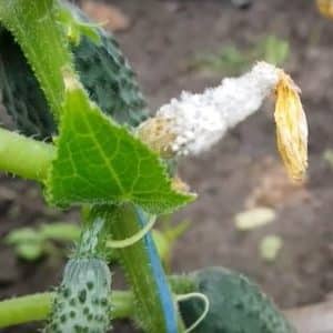 Per què es podreixen els cogombres en un hivernacle i què fer per salvar la collita?