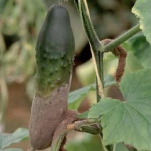 Why do cucumbers rot in a greenhouse and what to do to save your harvest?