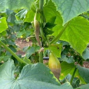 Bakit nabubulok ang mga pipino sa isang greenhouse at kung ano ang gagawin upang mai-save ang iyong ani?