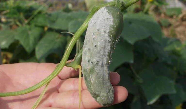 Why do cucumbers rot in a greenhouse and what to do to save your harvest?