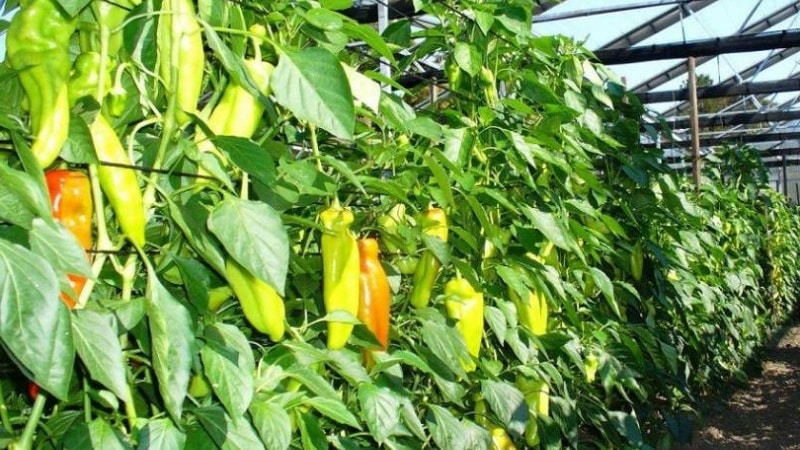 Waarom paprika's niet rood worden en wat je kunt doen om de rijping te versnellen