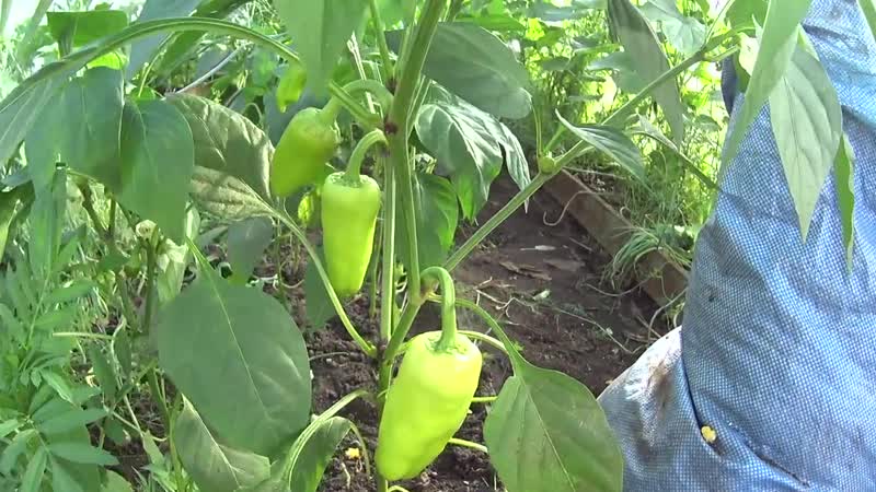 Why peppers don’t turn red and what to do to speed up ripening