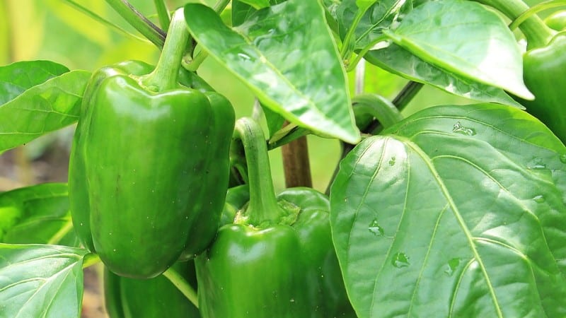 Bakit hindi nagiging pula ang mga sili sa isang greenhouse: alamin ang dahilan at pabilisin ang pagkahinog