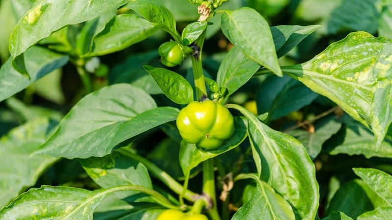 Prečo paprika nerastie: možné príčiny problému a spôsoby ich riešenia