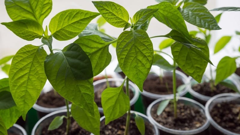 Hvorfor paprika ikke vokser: mulige årsaker til problemet og metoder for å løse dem