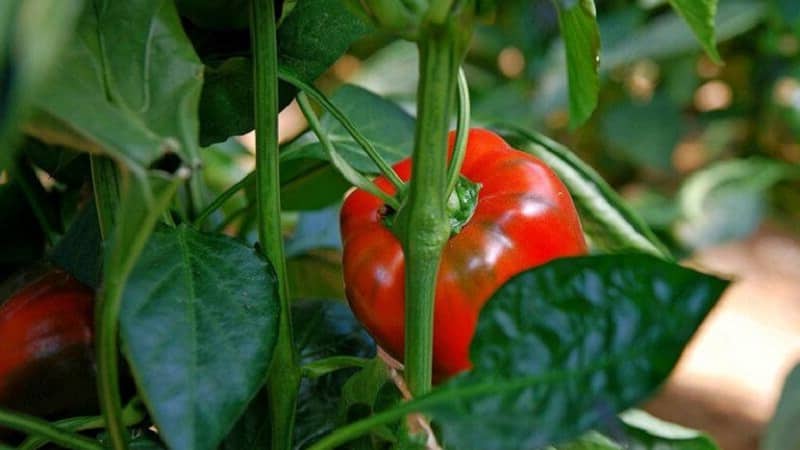 Hvorfor paprika ikke vokser: mulige årsaker til problemet og metoder for å løse dem