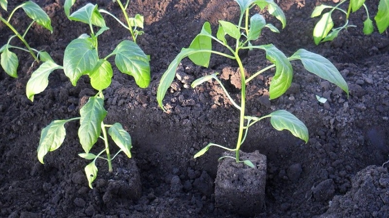 Hvorfor paprika ikke vokser: mulige årsaker til problemet og metoder for å løse dem