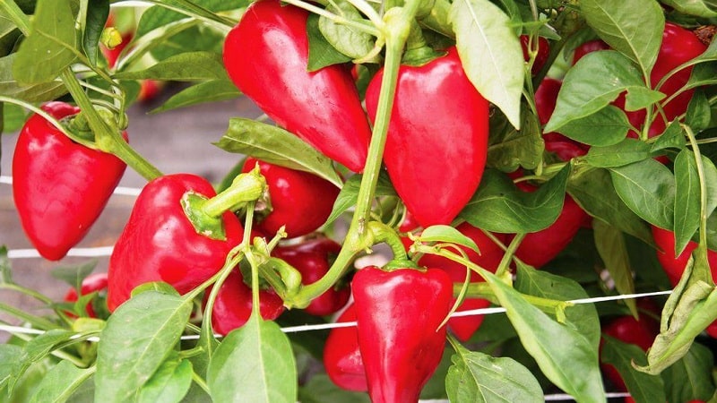 Zakaj paprika ne raste: možni vzroki težave in metode za njihovo rešitev