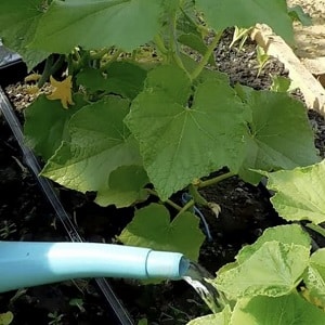 Why are cucumbers empty inside and how to prevent this problem