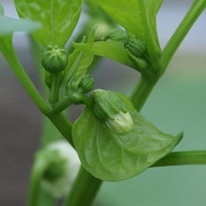 Miks kukuvad paprika munasarjad kasvuhoones maha ja mida teha saagi säästmiseks?